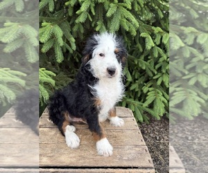 Bernedoodle (Miniature) Puppy for sale in MIDDLEBURY, IN, USA