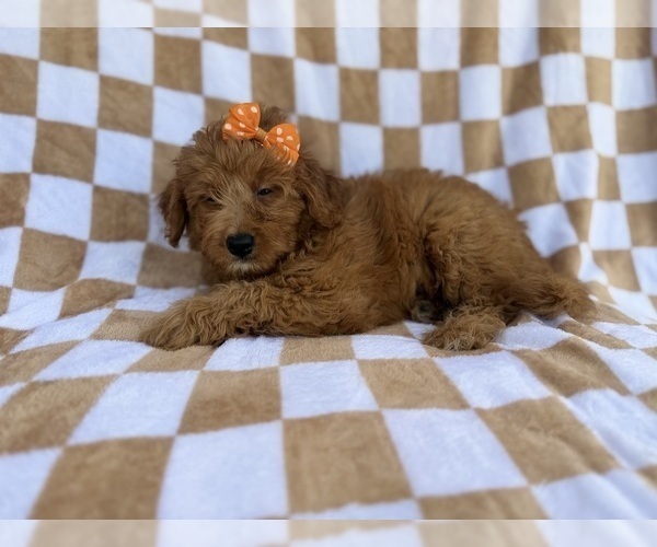 Medium Photo #7 Aussiedoodle Miniature  Puppy For Sale in LAKELAND, FL, USA