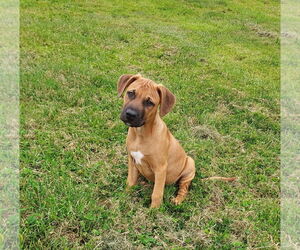 American Staffordshire Terrier-Boxer Mix Dogs for adoption in Unionville, PA, USA