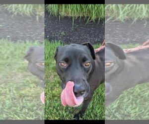 OREO - Female Labrador Retriever-Unknown Mix Dog for Adoption - Photo #8