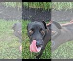 Small #7 Labrador Retriever Mix