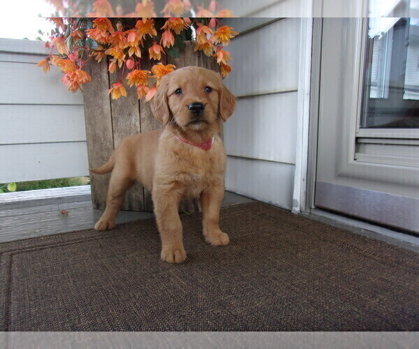Medium Photo #3 Golden Retriever Puppy For Sale in SUGARCREEK, OH, USA