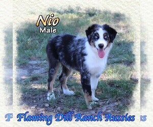 Miniature Australian Shepherd Puppy for sale in FORESTBURG, TX, USA