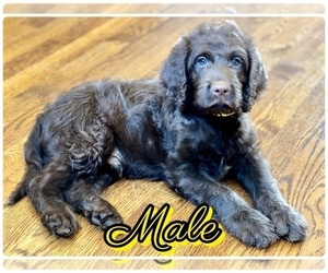 Labradoodle Puppy for sale in BURNS, TN, USA