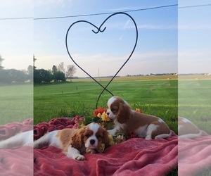 Cavalier King Charles Spaniel Puppy for sale in PROPHETSTOWN, IL, USA