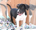 Small #2 Lab-Pointer