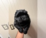 Small #5 Chow Chow