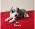 Puppy Ada Miniature Australian Shepherd-Poodle (Toy) Mix