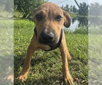 Small #8 Labrador Retriever Mix