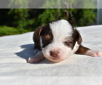Small #3 Miniature Australian Shepherd