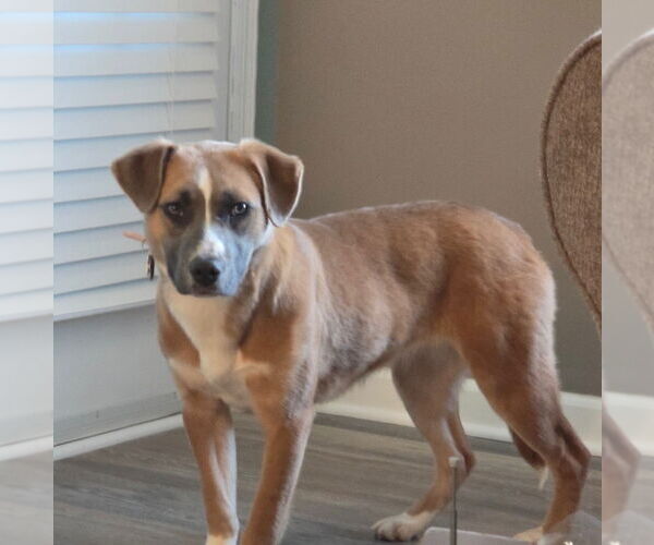 Medium Photo #3 Borador Puppy For Sale in Mt. Laurel, NJ, USA