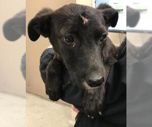 Black Mouth Cur-Unknown Mix Dogs for adoption in Conroe, TX, USA