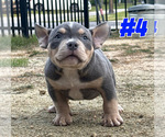 Puppy Puppy 4 American Bully