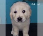 Small #1 English Cream Golden Retriever