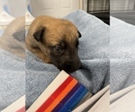 Small Photo #209 Belgian Malinois Puppy For Sale in REESEVILLE, WI, USA
