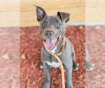 Small #7 Staffordshire Bull Terrier Mix