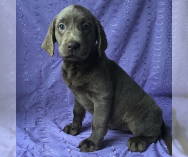 Medium Photo #1 Labrador Retriever Puppy For Sale in DRY RUN, PA, USA