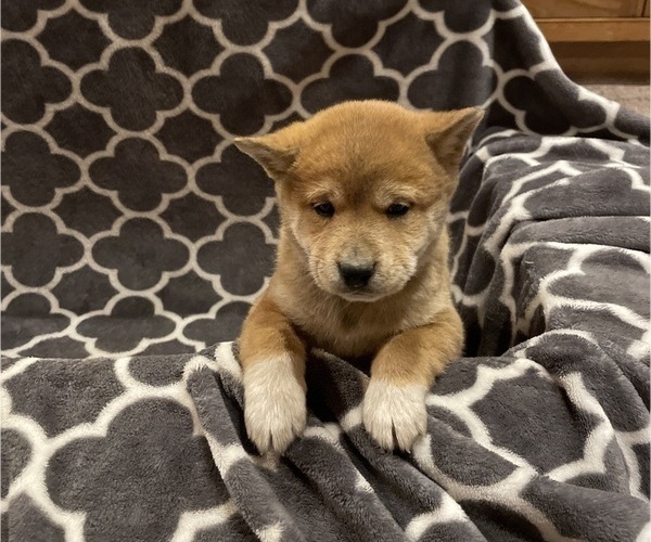 Medium Photo #3 Shiba Inu Puppy For Sale in SCHUYLKILL HAVEN, PA, USA