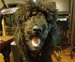 Small Photo #2 Poodle (Standard) Puppy For Sale in TULSA, OK, USA