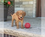 Small Photo #34 Golden Retriever Puppy For Sale in WOLCOTT, IN, USA