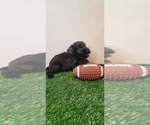 Small Photo #16 Schnauzer (Miniature) Puppy For Sale in MIAMI, FL, USA