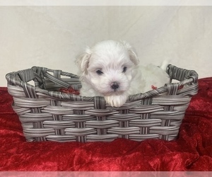 Maltese Puppy for sale in NITRO, WV, USA