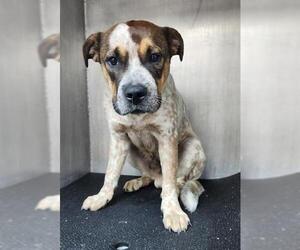 American Staffordshire Terrier-Unknown Mix Dogs for adoption in San Antonio, TX, USA