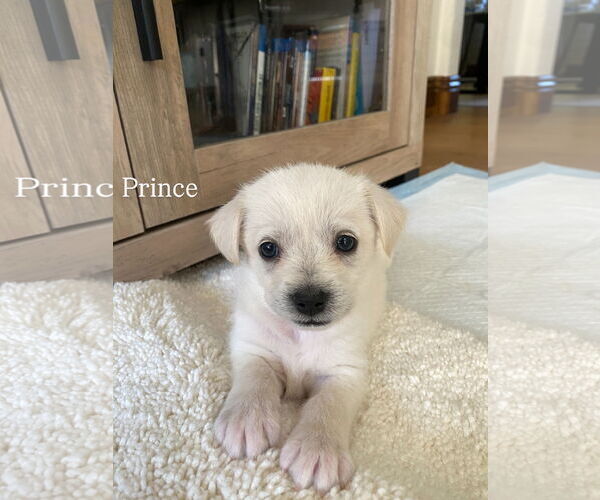 Medium Photo #3 Collie-Unknown Mix Puppy For Sale in Marina Del Rey, CA, USA