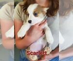 Puppy 5 Pembroke Welsh Corgi