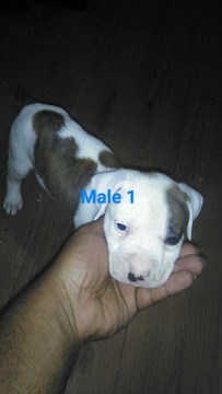 Medium Photo #1 American Bulldog Puppy For Sale in JACKSONVILLE, FL, USA