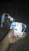 Small Photo #1 American Bulldog Puppy For Sale in JACKSONVILLE, FL, USA