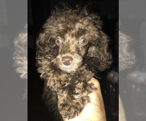 Poodle (Toy) Puppy for sale in GASTONIA, NC, USA