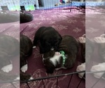 Small #4 Boxer