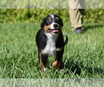 Image preview for Ad Listing. Nickname: Blueberry