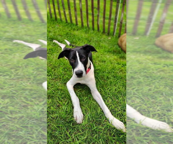 Medium Photo #2 Mutt Puppy For Sale in New London, WI, USA
