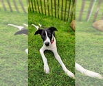 Small #1 Mutt