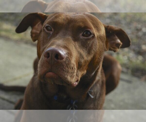 Medium Photo #10 Doberman Pinscher-Labrador Retriever Mix Puppy For Sale in Blacklick, OH, USA