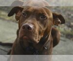 Small Photo #10 Doberman Pinscher-Labrador Retriever Mix Puppy For Sale in Blacklick, OH, USA