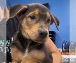 Small #3 Mutt