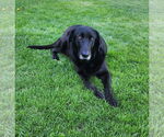 Small #5 Labrador Retriever Mix