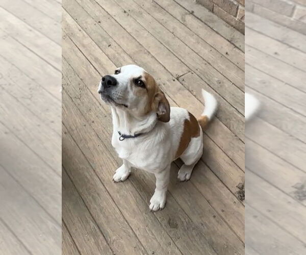 Medium Photo #1 Jack Russell Terrier Puppy For Sale in Harrison, AR, USA