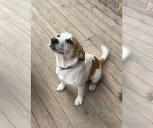 Jack Russell Terrier Dogs for adoption in Harrison, AR, USA