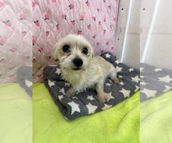 Medium Photo #1 Maltese-Unknown Mix Puppy For Sale in Pacolet, SC, USA