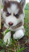 Puppy 4 Siberian Husky
