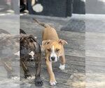 Small #2 Boxer Mix