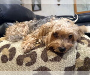 Mutt Dogs for adoption in Allentown,, PA, USA