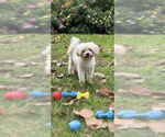 Small #3 Shih Tzu