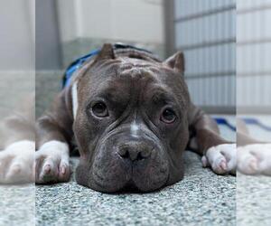 American Pit Bull Terrier Dogs for adoption in Boston, MA, USA