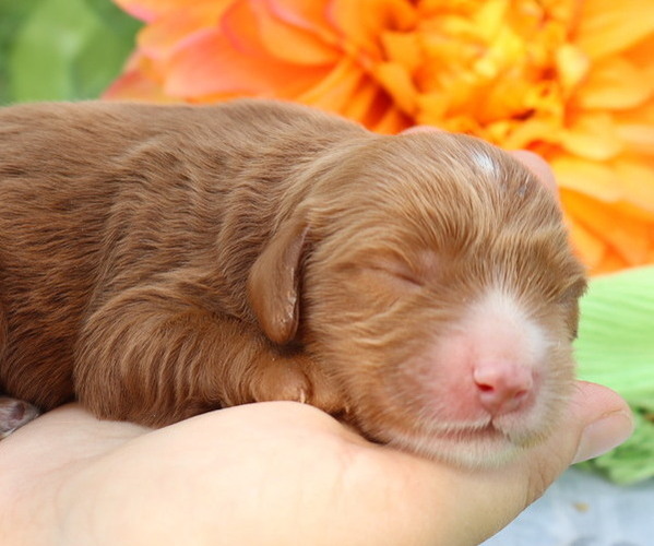 Medium Photo #2 Cavapoo Puppy For Sale in THORP, WI, USA