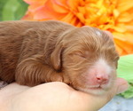 Small #1 Cavapoo